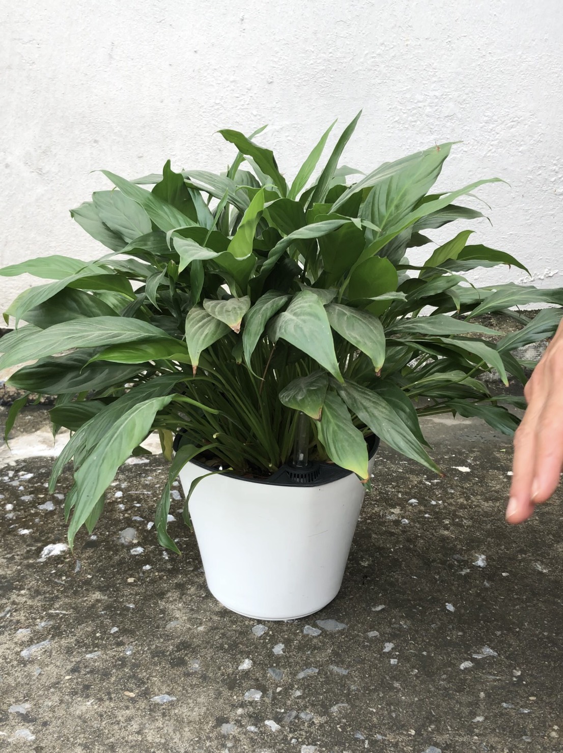 CHẬU TRỒNG CÂY THÔNG MINH TỰ DƯỠNG: Có Phao Báo Nước, Chậu Tự Dưỡng Thông Minh, Trồng Cây Văn Phòng, Nội Thất, Tự Tưới Thẩm Thấu, Nhựa ABS Cao Cấp An Toàn, Tiện Lợi