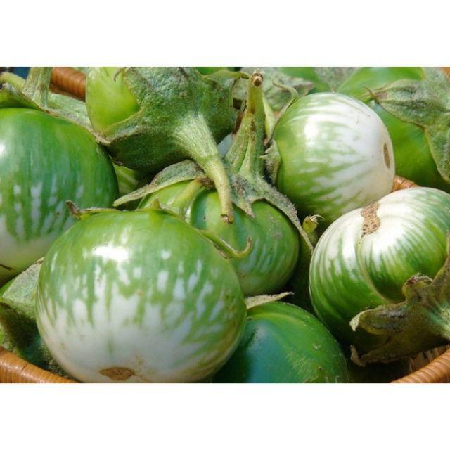 192A HẠT GIỐNG CÀ BÁT XANH - gói 1 gam
