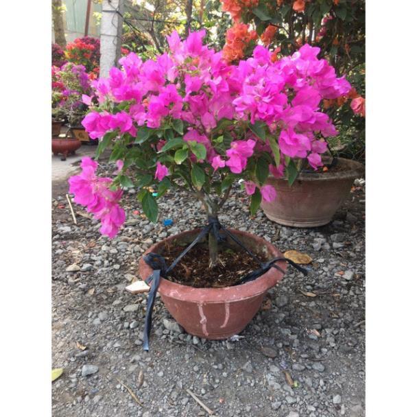 Hoa giấy đỏ hồng siêu bông