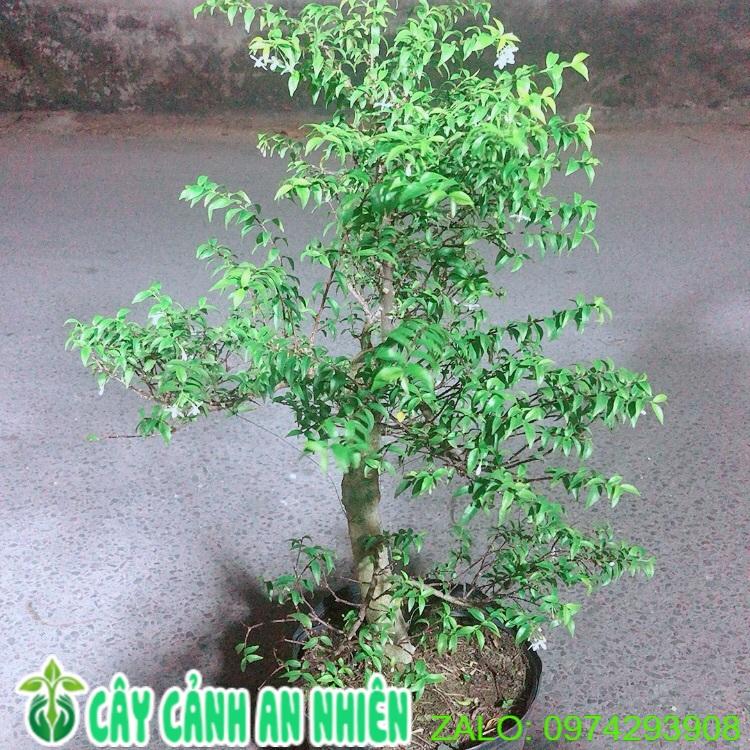 Cây Mai Chiếu Thuỷ Bonsai