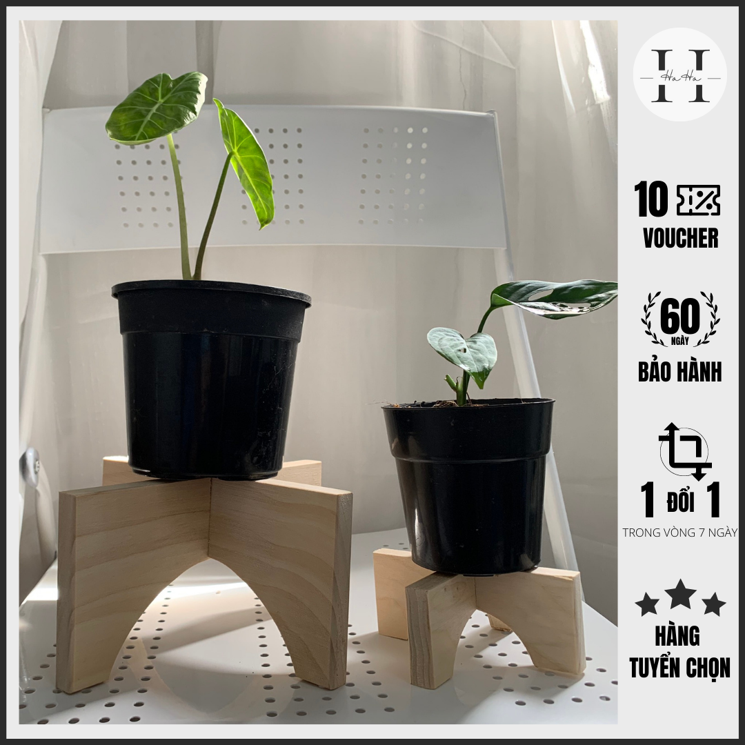 Đôn gỗ mini đặt cây cảnh - Kệ Gỗ Decor cây cảnh CCG11