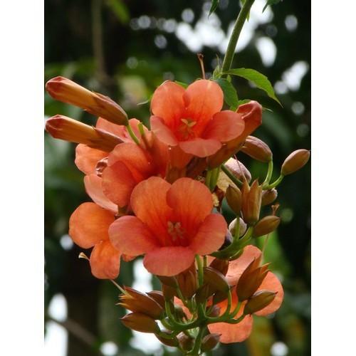 CHẬU HOA GIỐNG CÂY HOA LEO ĐĂNG TIÊU