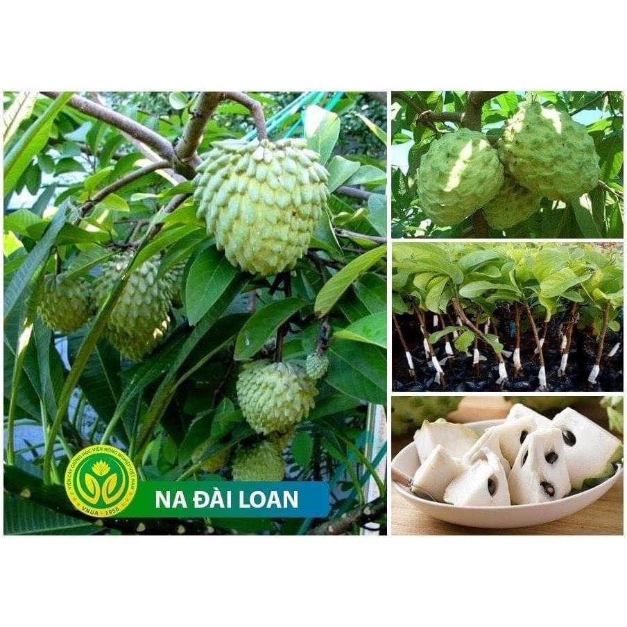 CÂY GIỐNG NA DỨA .