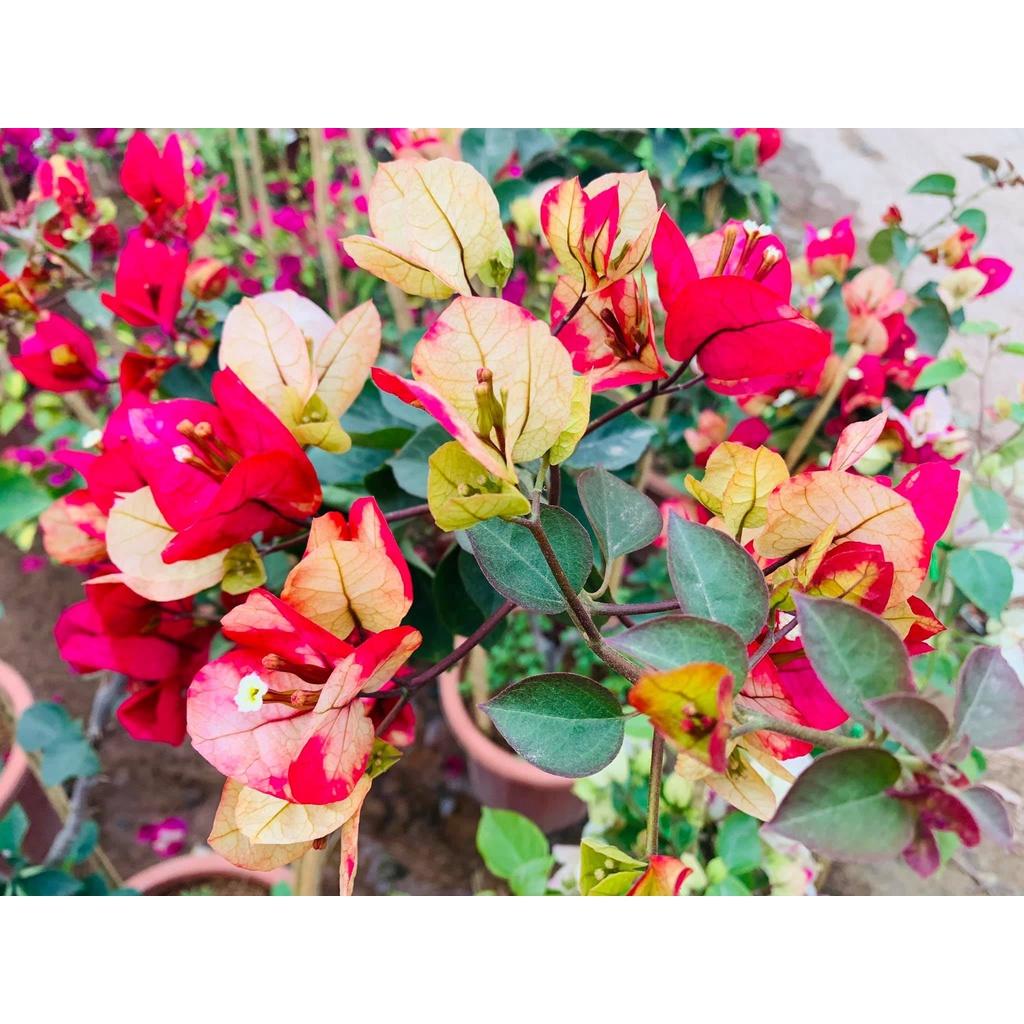 Cây hoa giấy đổi màu Ấn Độ - cây cảnh để bàn + tặng phân bón cho cây