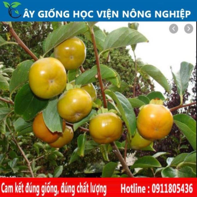 Sản phẩm Cây Ăn Trái cây giống hồng giòn vị ngọt đặc biệt