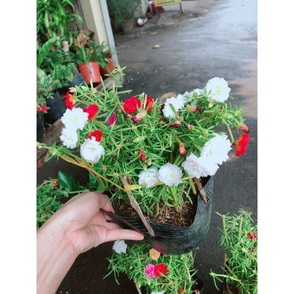 Hoa Mười Giờ Đẹp