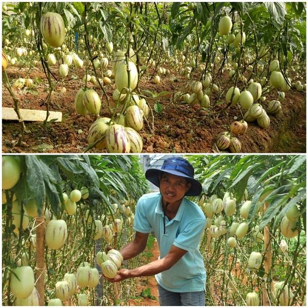 Gói 4 Hạt giống dưa Pepino Nam Mỹ F1 - nảy mầm tốt, quả thơm ngon, trái ngọt - hạt tuyển chọn chất lượng cao