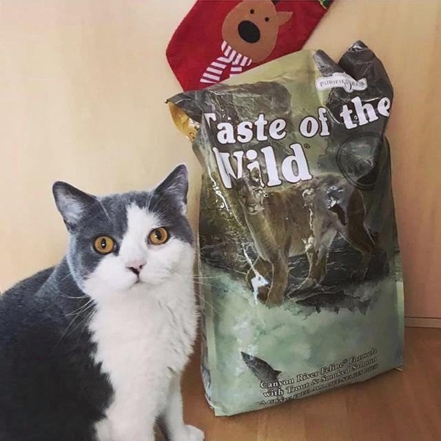 Thức Ăn Cho Mèo Anh Lông Dài, Taste Of The Wild Bao 2kg - Thức Ăn Cho Mèo, Vị Nai Nướng Cá Hồi Xông Khói
