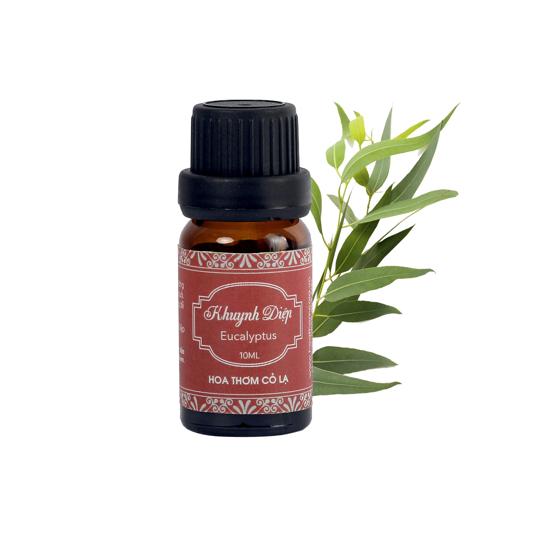 Tinh Dầu Khuynh Diệp - Eucalyptus Essential Oil 10ml - Hoa Thơm Cỏ Lạ