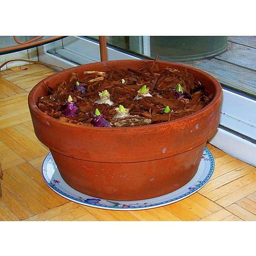 Củ giống hoa tiên ông hoa màu trắng - 1 củ