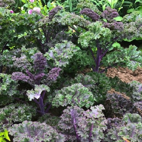 Hạt Giống Cải KALE Tím Lai F1 -