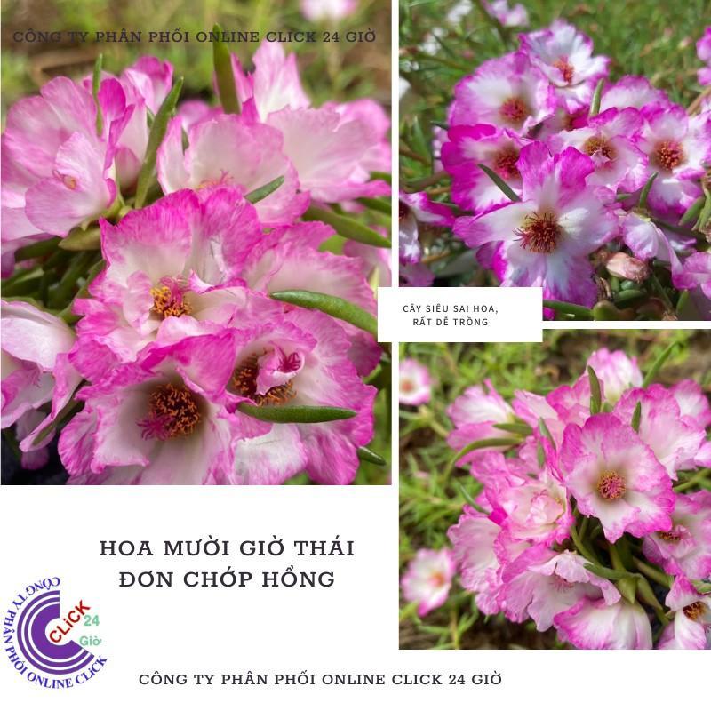 1 Ký Cành Giống Hoa Mười Giờ Thái Đơn Viền Hồng Siêu Siêng Hoa, Màu Chớp Đẹp Rực Rỡ Hoa Mười Giờ Bonsai & Phụ Kiện