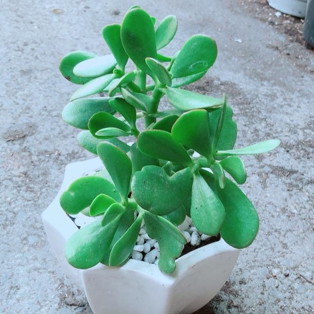 Chậu Ngọc Bích