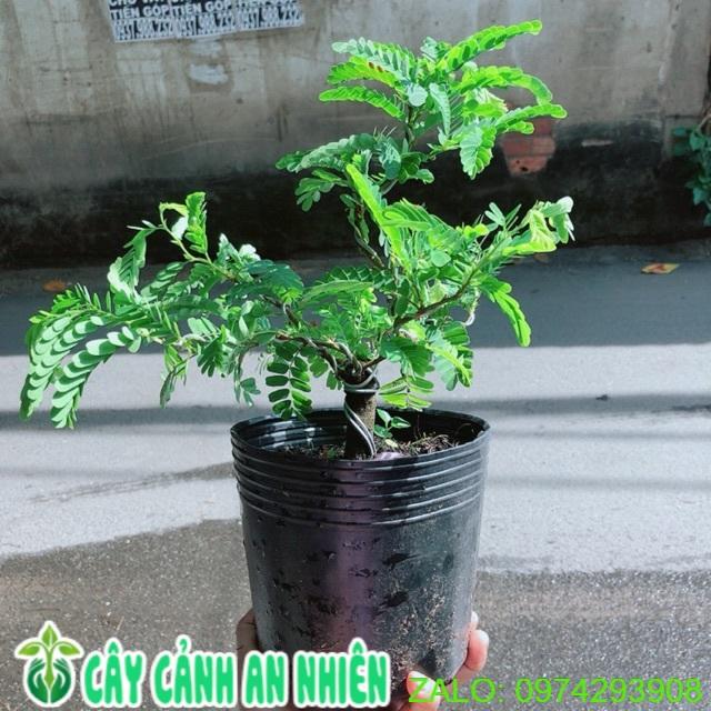 Cây Me Bonsai