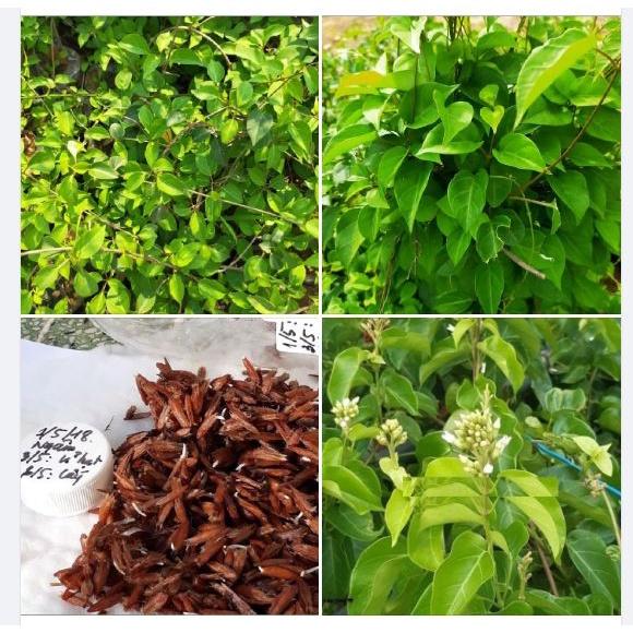 Combo 3 gói hạt giống cây lá giang f1 --gói 10 hạt-tặng kèm 1 gói phân bón