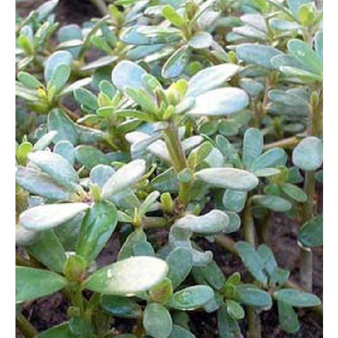 Hạt giống rau sam đất dể trồng f1-gói 0,2gram/tặng kèm gói phân bón lót