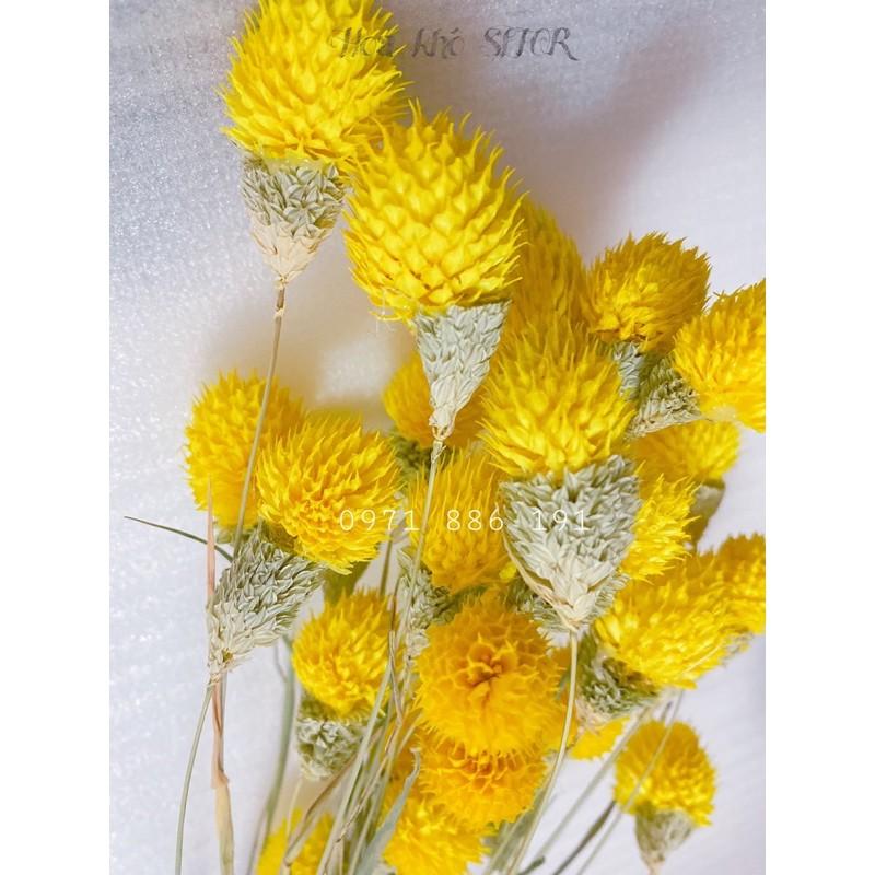 Hoa Thiên Nhật vàng rực rỡ ️️ Hoa khô trang trí phòng ngủ, làm đồ handmade