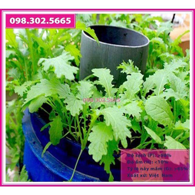 Hạt giống rau cải mèo gói 20gr