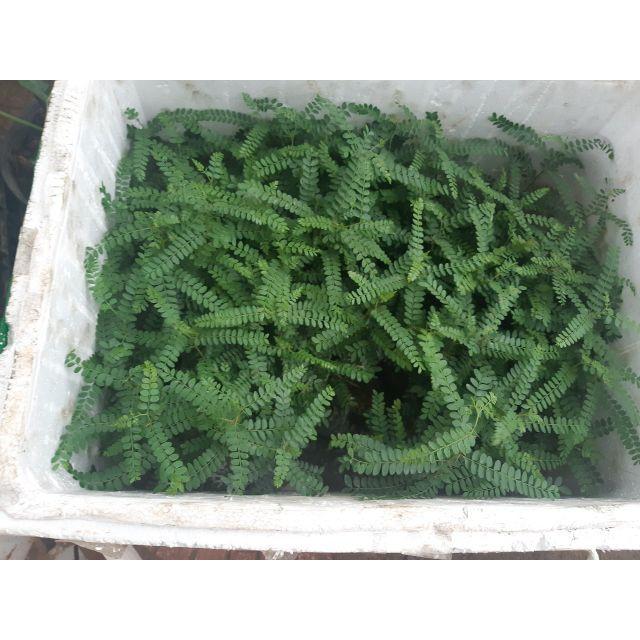 Combo 3 cây giống bồ kết chuẩn xịn