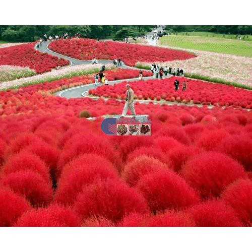 Hạt giống cỏ đổi màu 100 hạt