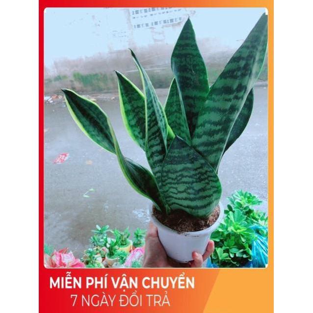 Lưỡi Hổ Cao