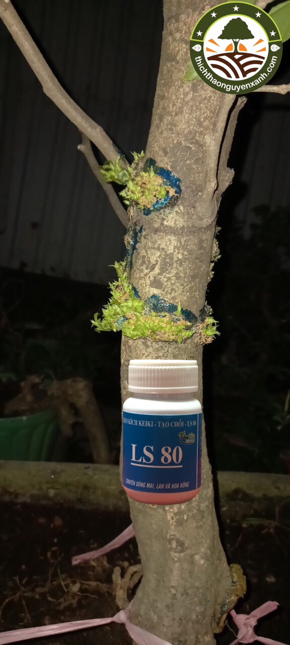 KEO KÍCH CHỒI LS80 - BÔI Ở ĐÂU LÀ MỌC CHỒI Ở ĐÓ