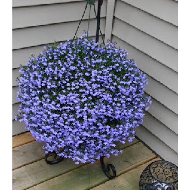 Hạt giống hoa Cúc Lobelia MIX MÀU KNS3506 - Gói 50 hạt