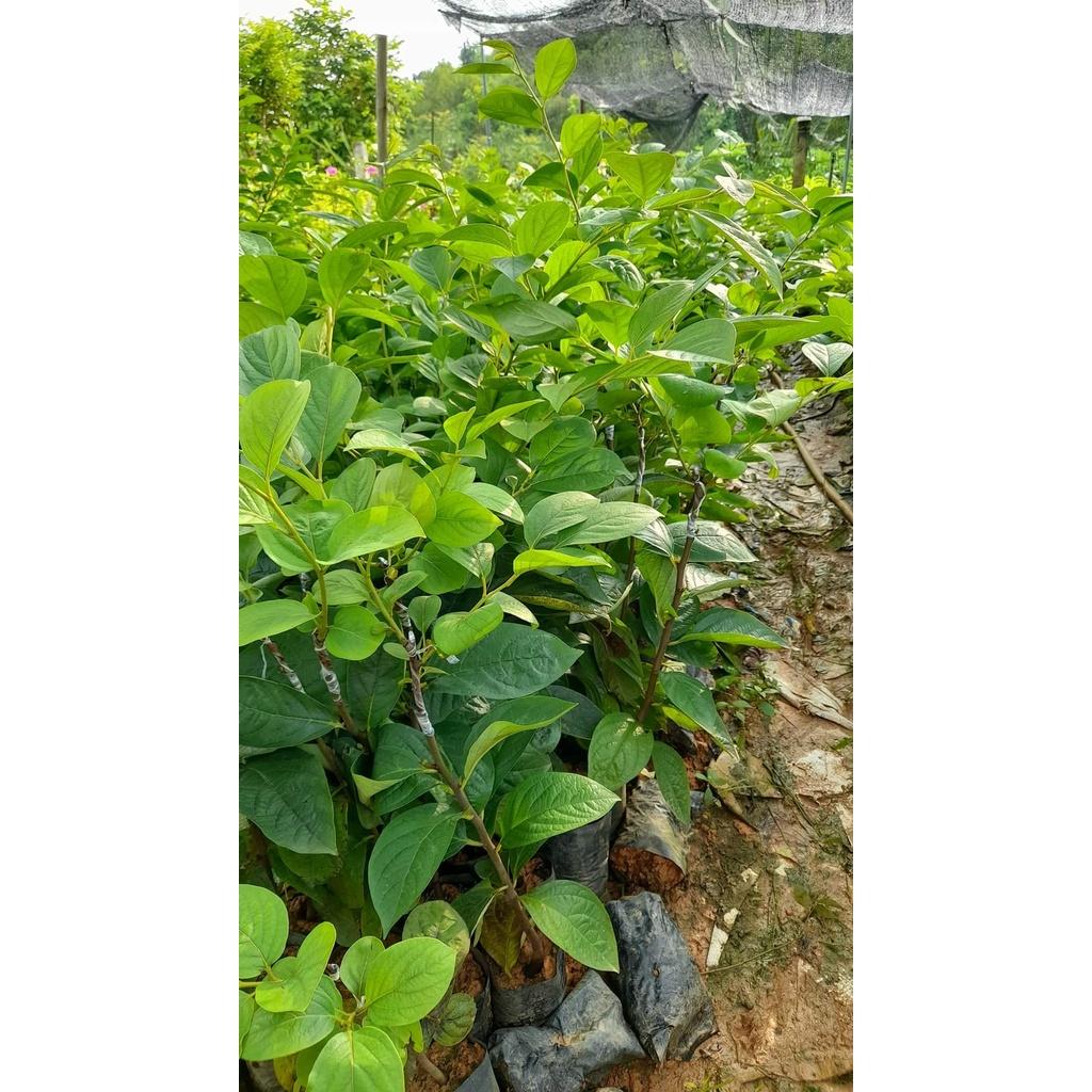 Cây Giống Hồng giòn không hạt nhật bản
