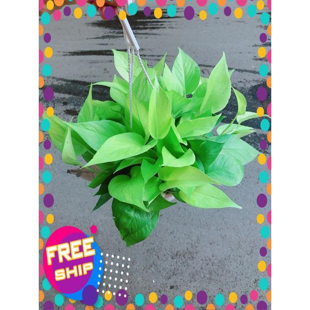 Trầu Bà Thái Vàng Size Đại