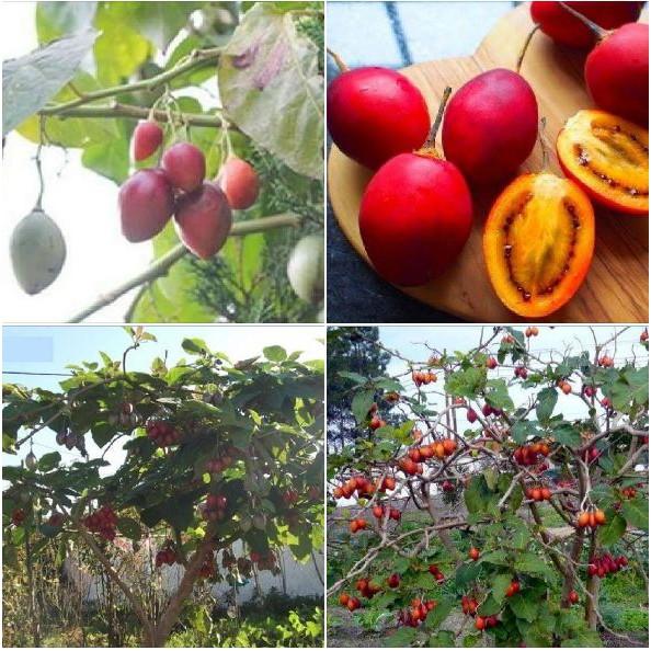 Hạt Giống Cà Chua Thân Gỗ Tamarillo 10 hạt/gói ( tặng kèm gói thuốc kích thích ươm hạt)