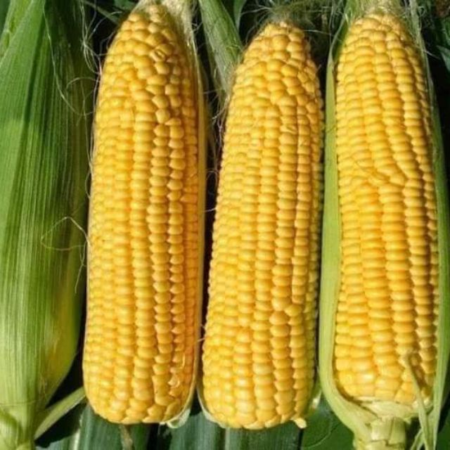 Hạt Giống Ngô Ngọt Việt Thái SW1011