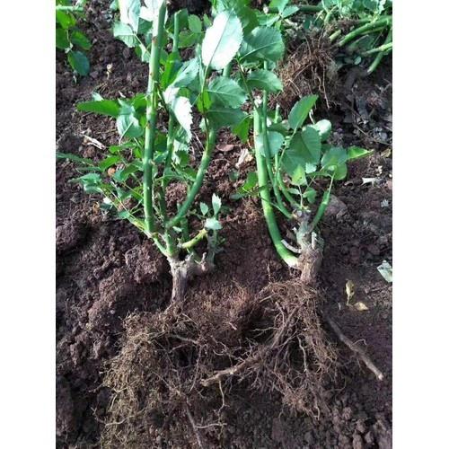 COMBO 5 cây giống hoa hồng ngoại gốc đại