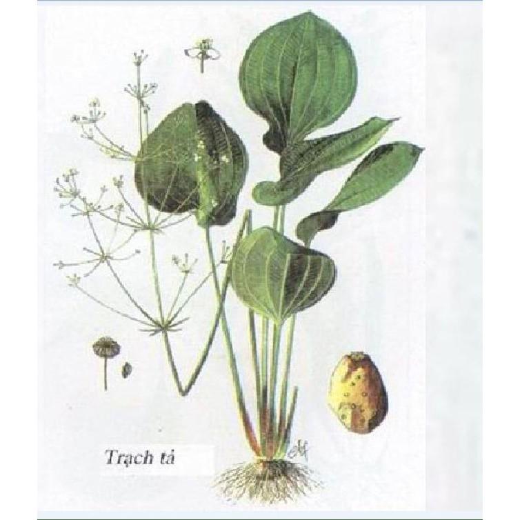Hạt giống trạch tả - 50 hạt/gói