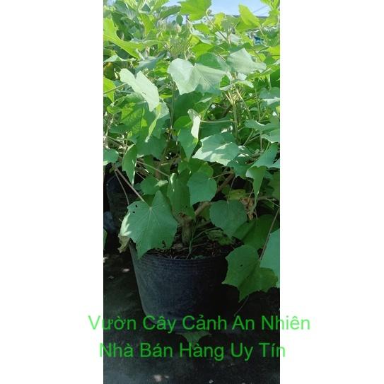 Cây Phù Dung