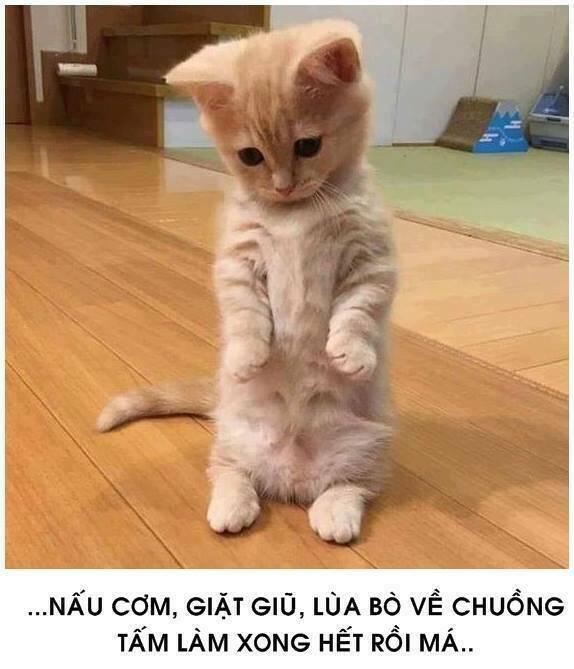 tấm cám phiên bản mèo chapter 1 4