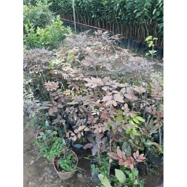 Sản phẩm CÂY GIỐNG NHÃN TÍM
