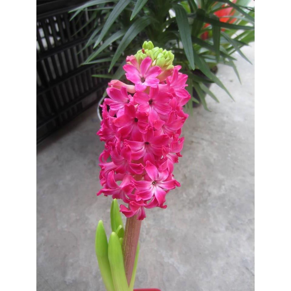Củ hoa tiên ông hồng đậm - 1 củ