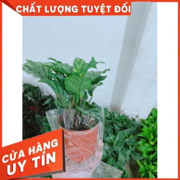 Chậu đuôi công xanh lá nhỏ