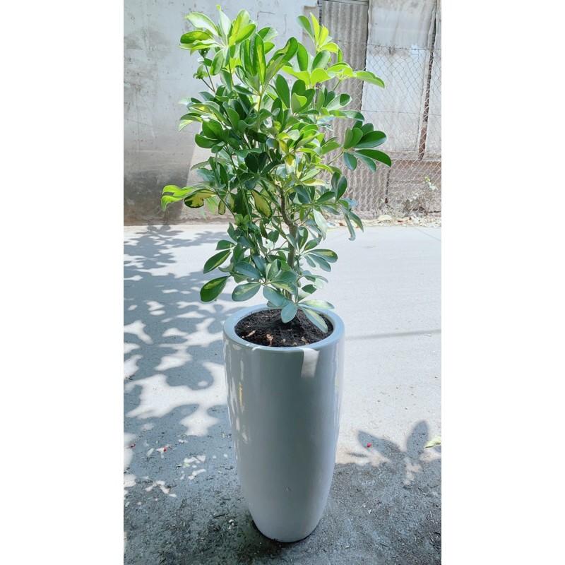 Chậu Cây Ngũ Gia Bì