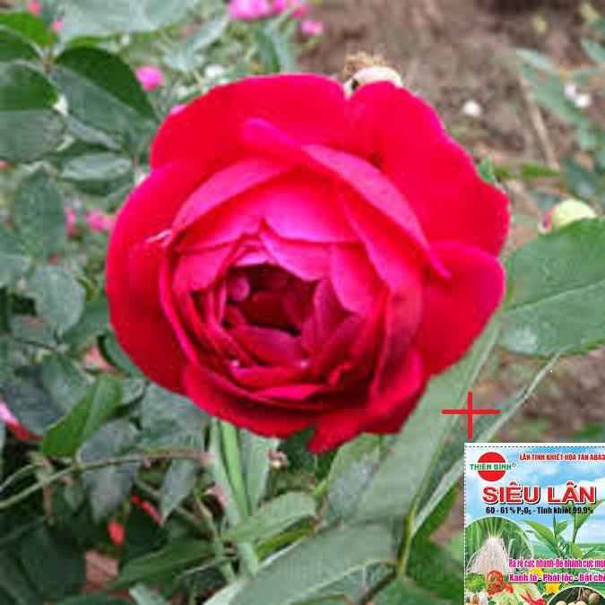BẦU CÂY GIỐNG HỒNG CỔ ĐỎ HUẾ