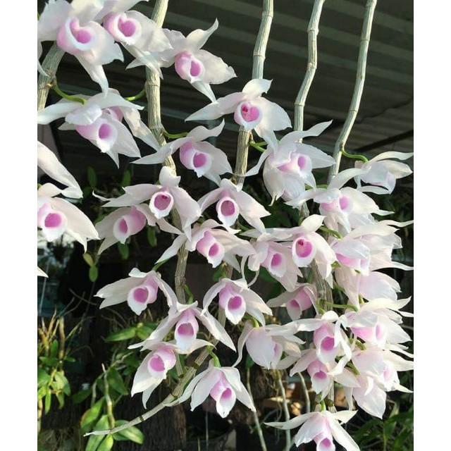 Sản Phẩm Hoa Lan Giả hạc 5ct Họng Hồng