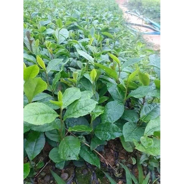 CÂY CHÈ XANH THÁI NGUYÊN F1