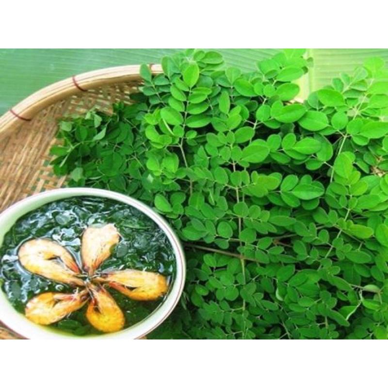 Combo 2 cây chùm ngây một loại cây có giá trị dinh dưỡng cao.