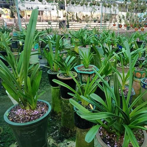 Phân bón thông minh Rynan Flowermate 200 NPK 31-8-8 150g