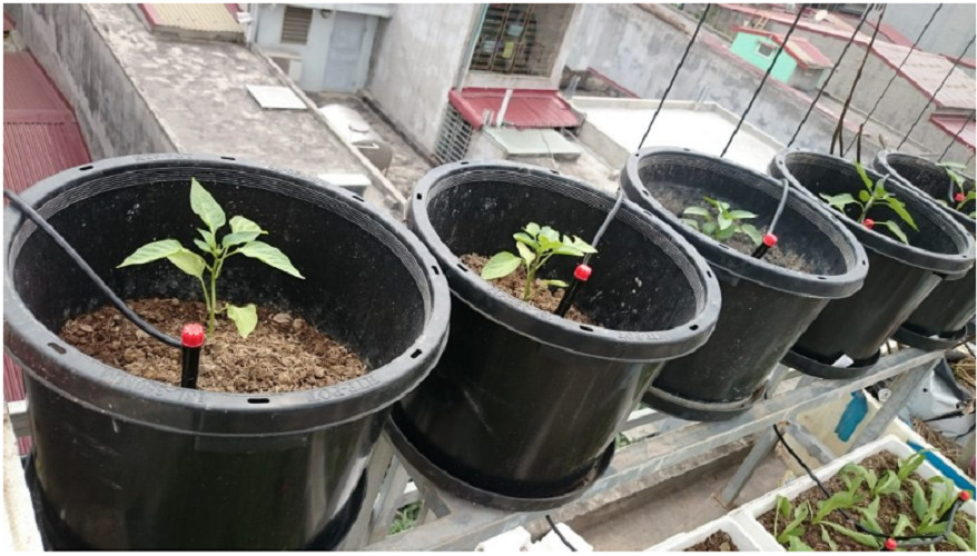 Combo 100 cây cắm tưới 8 tia tưới gốc cây
