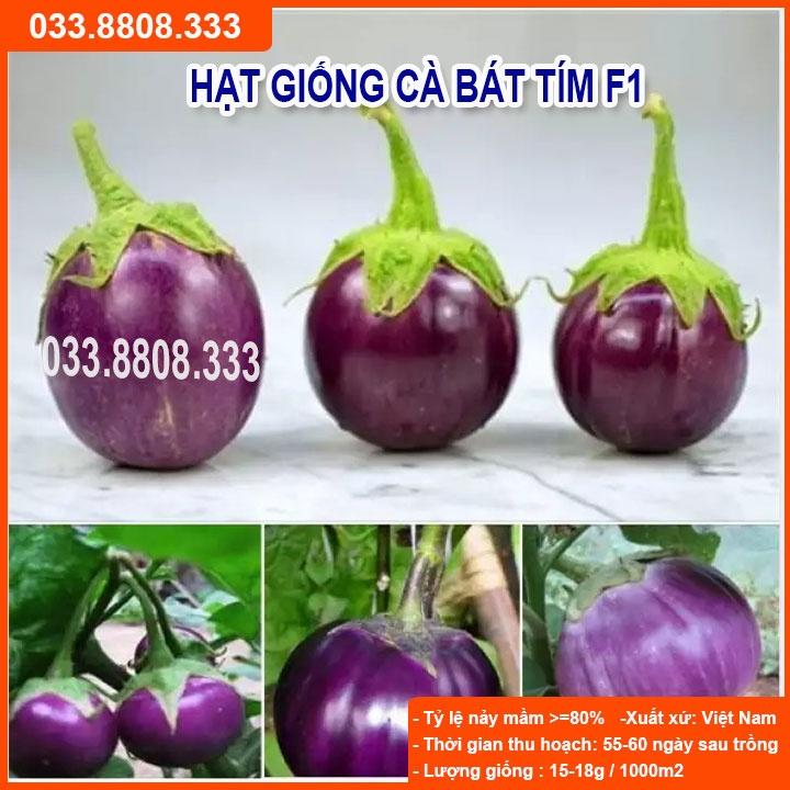 HẠT GIỐNG CÀ BÁT TÍM QUẢ TRÒN - CÀ DỄ TRỒNG TẠI NHÀ