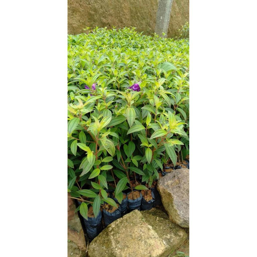 Cây giống sim thái