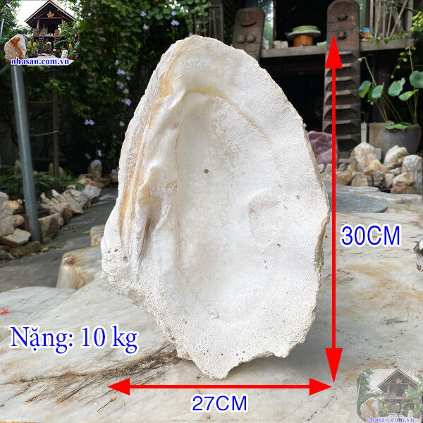 Ngọc sò tai tượng thô vẻ đẹp của đại dương - 10kg - VST10
