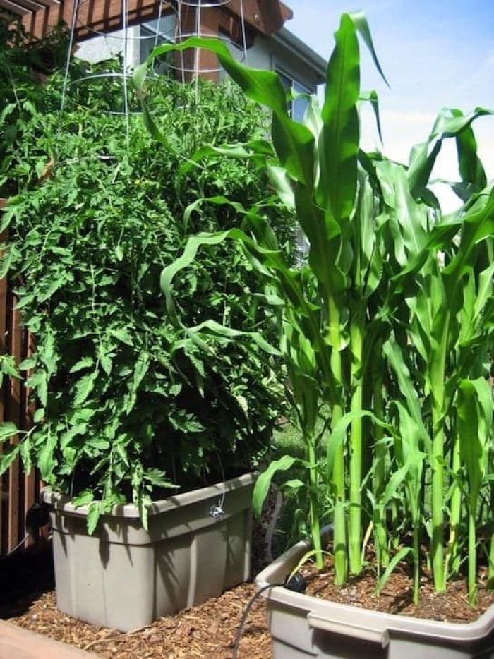 Hạt giống Bắp Mỹ Dễ Trồng, Phát Triển Mạnh Mẽ, Năng Suất Cao - Nông Sản Vàng