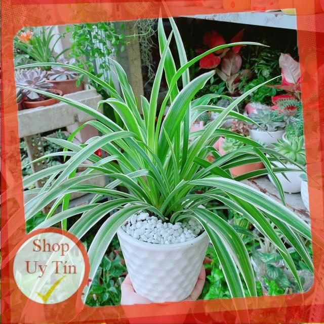 Chậu Cây Lan Chi